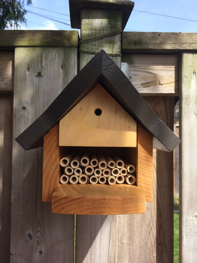Raising Mason and Leafcutter bees in the city